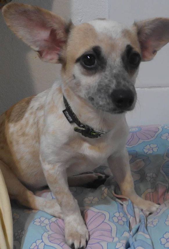 Chihuahua Pulguilla