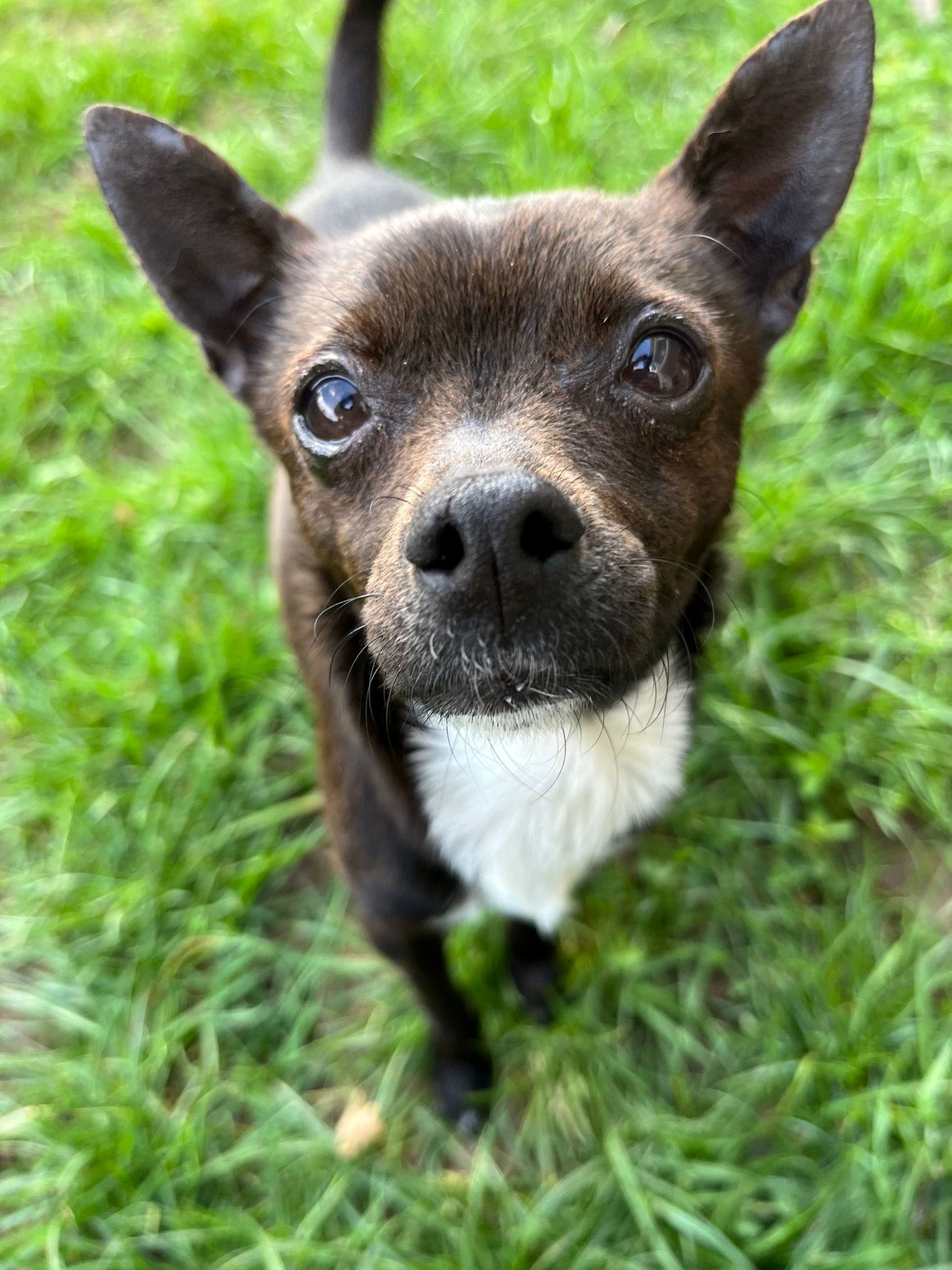 Chihuahua Mirabel